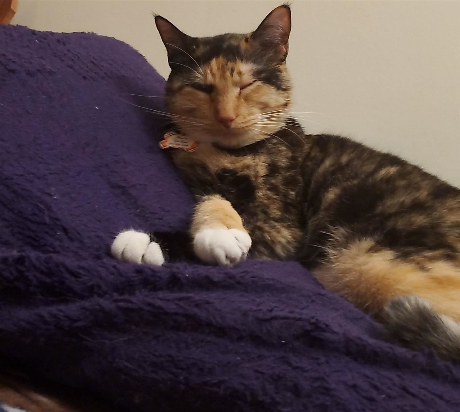Meercat